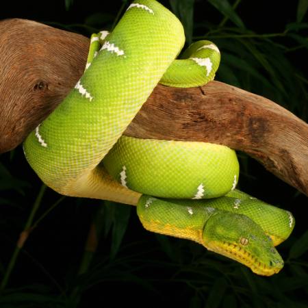 slange, vild, dyreliv, filial, grøn Johnbell - Dreamstime