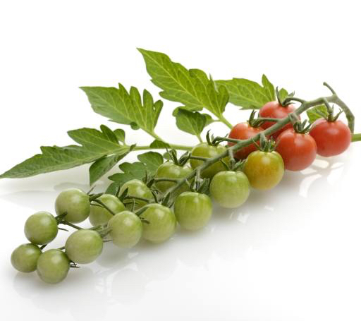 frugt, grontsager, tomater, tomat, gron, rod, blade, mad Svetlana Foote (Saddako123)