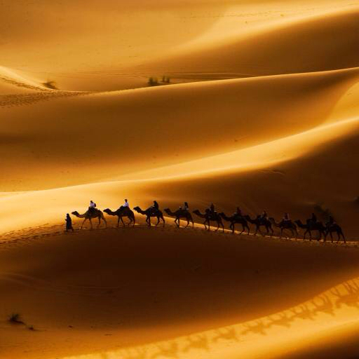 sand, orken, kameler, natur Rcaucino