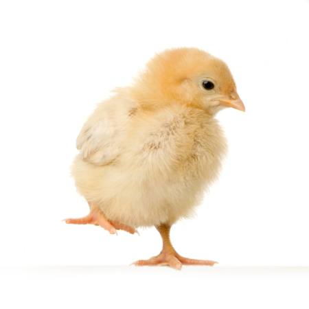 kylling, dyr, æg, gul Isselee - Dreamstime