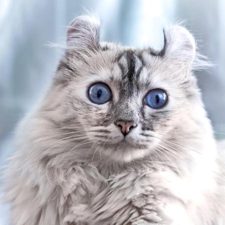 kat, øjne, dyr Eugenesergeev - Dreamstime