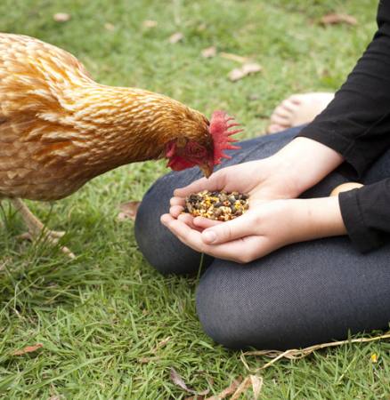 kylling, hænder, spise, mad, græs, grøn Gillian08 - Dreamstime