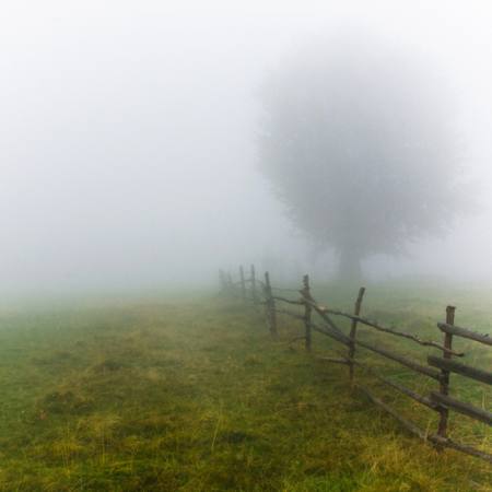 tåge, felt, træ, hegn, grøn, græs Andrei Calangiu - Dreamstime