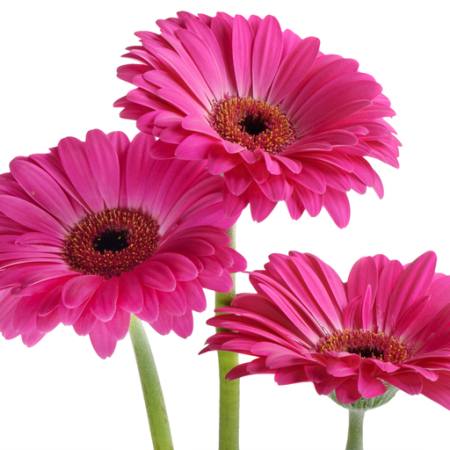 blomster, blomst, pink, violet Tatjana Baibakova - Dreamstime