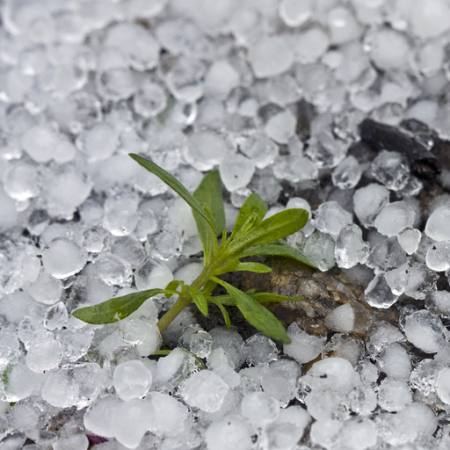 perler, is, regn, blomst, grøn, plante Dantautan - Dreamstime