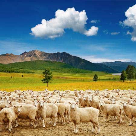 får, sheeps, natur, bjerge, himmel, sky, besætning Dmitry Pichugin - Dreamstime