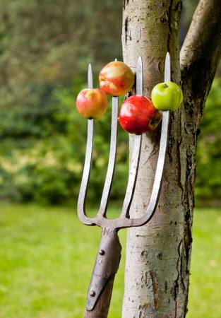 æbler, gaffel, træ Krzysztof Drygalski - Dreamstime