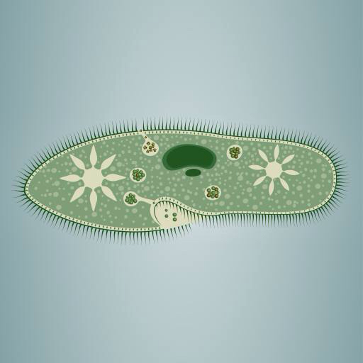 fodaftryk, alger, gron, stjerne, mikroskopisk, vav Vladimir Zadvinskii (Vladimiraz)