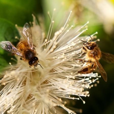 bier, natur, bi, polen, blomst Sheryl Caston - Dreamstime