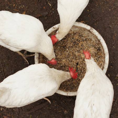 kyllinger, spise, mad, skål, hvid, korn, hvede Alexei Poselenov - Dreamstime