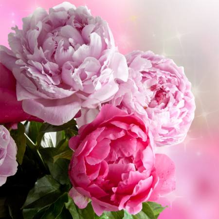 blomst, blomster, have, rose Piccia Neri - Dreamstime
