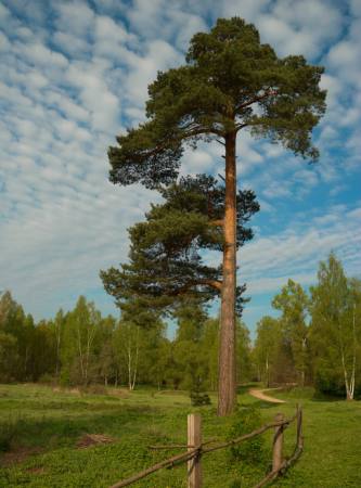 træ, have, felt, natur, hegn, vej, grøn Konstantin Gushcha - Dreamstime