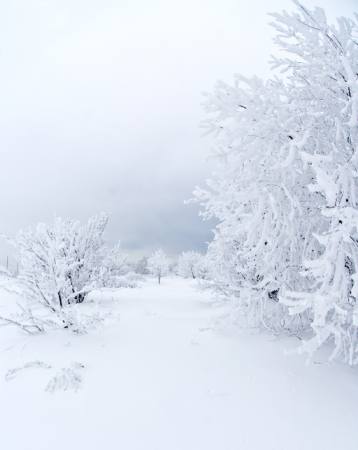 vinter, hvid, træ Kutt Niinepuu - Dreamstime