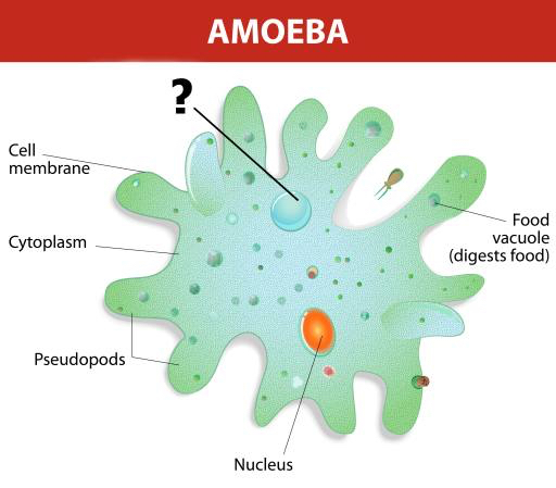 amobe, kerne, mad, celle, cellular Designua