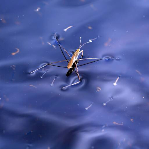 bug, insekt, vand, flyde, bla Sergey Yakovlev (Basel101658)