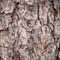 Pixwords Billedet med træ, natur, objekt, bark Oleg Pilipchuk - Dreamstime
