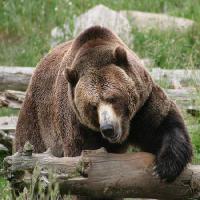 Pixwords Billedet med bjørn, dyr, vilde Richard Parsons - Dreamstime