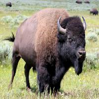 Pixwords Billedet med bison, dyr, grøn, bøffel, lejr Alptraum - Dreamstime