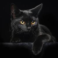 Pixwords Billedet med kat, dyr Svetlana Petrova - Dreamstime