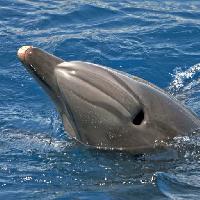 Pixwords Billedet med havet, dyr, delfin, hval Avslt71