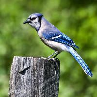 Pixwords Billedet med fugl, træ, trunk, blå Wendy Slocum - Dreamstime