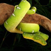 Pixwords Billedet med slange, vild, dyreliv, filial, grøn Johnbell - Dreamstime
