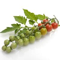 Pixwords Billedet med frugt, grontsager, tomater, tomat, gron, rod, blade, mad Svetlana Foote (Saddako123)