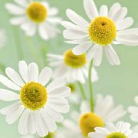 Pixwords Billedet med blomster, blomst, hvid, gul Italianestro - Dreamstime
