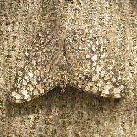 Pixwords Billedet med sommerfugl, insekt, træ, bark Wilm Ihlenfeld - Dreamstime