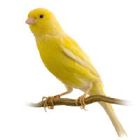 Pixwords Billedet med fugl, gul Isselee - Dreamstime