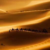 Pixwords Billedet med sand, orken, kameler, natur Rcaucino