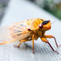 Pixwords Billedet med dyr, insekt, gul, orange, ben Anne Amphlett (Anicaart)