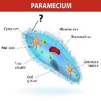 Pixwords Billedet med paramecium, mikronukleus Designua