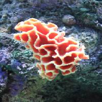 Pixwords Billedet med vand, koral, flyde, flydende, rød, svamp Sunju1004 - Dreamstime