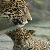 Pixwords Billedet med dyr, dyr, baby, zoo Jxpfeer - Dreamstime
