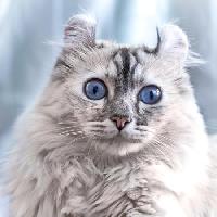 Pixwords Billedet med kat, øjne, dyr Eugenesergeev - Dreamstime