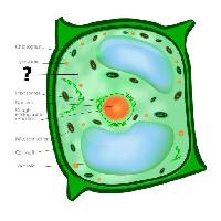 Pixwords Billedet med celle, cellular, gron, orange, chloroplast, nucleos, vakuole Designua