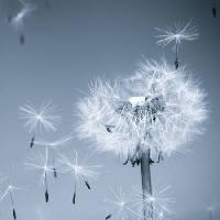 Pixwords Billedet med blomst, flyve, blå, himmel, frø Mouton1980 - Dreamstime