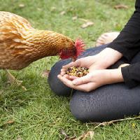 Pixwords Billedet med kylling, hænder, spise, mad, græs, grøn Gillian08 - Dreamstime
