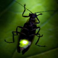 Pixwords Billedet med insekt, dyr, vild, dyreliv, lille, blad, grøn Fireflyphoto - Dreamstime
