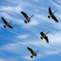 Pixwords Billedet med fugle, himmel, flyve, skyer Scol22 - Dreamstime