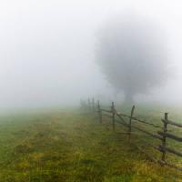 Pixwords Billedet med tåge, felt, træ, hegn, grøn, græs Andrei Calangiu - Dreamstime