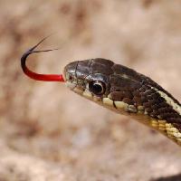 Pixwords Billedet med slange, dyr, vilde Gerald Deboer (Jerryd)