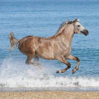 Pixwords Billedet med hest, vand, hav, strand, dyr Regatafly