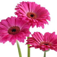 Pixwords Billedet med blomster, blomst, pink, violet Tatjana Baibakova - Dreamstime