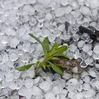 perler, is, regn, blomst, grøn, plante Dantautan - Dreamstime