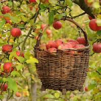 Pixwords Billedet med æbler, kurv, træ Petr  Cihak - Dreamstime