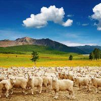 Pixwords Billedet med får, sheeps, natur, bjerge, himmel, sky, besætning Dmitry Pichugin - Dreamstime