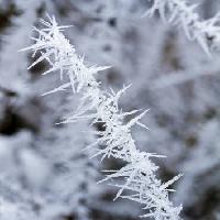 Pixwords Billedet med frost, is, vinter, spike Haraldmuc - Dreamstime