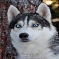 Pixwords Billedet med hund, øjne, blå, dyr Mikael Damkier - Dreamstime